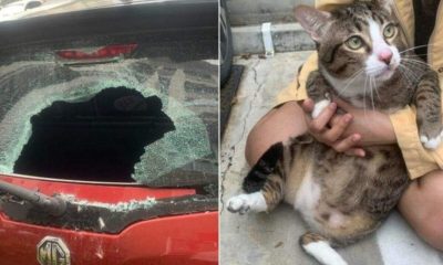 Cat Survives After Falling 6 Stories