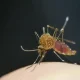 Malaria Case Prompts Mosquito Control Efforts in Manatee County