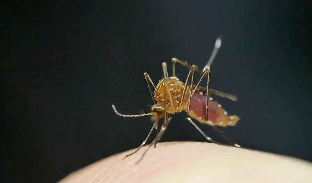 Malaria Case Prompts Mosquito Control Efforts in Manatee County