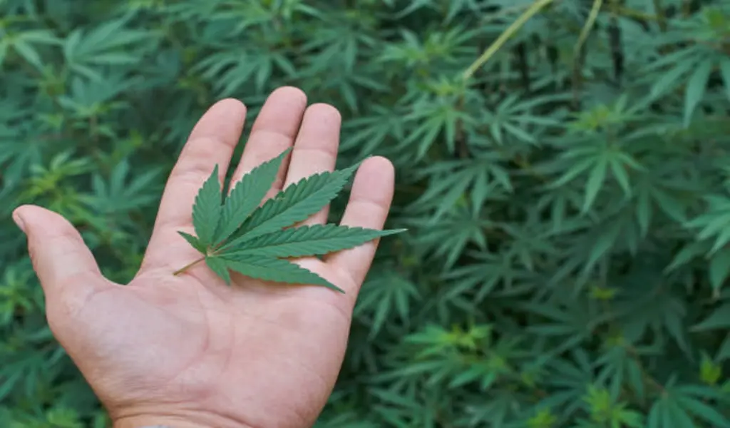 Cannabis Advocacy Group Challenges Thai Government's Proposal to Re-Criminalize Cannabis
