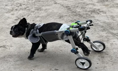 Freedom to Explore with Crawlpaw Dog Wheelchair