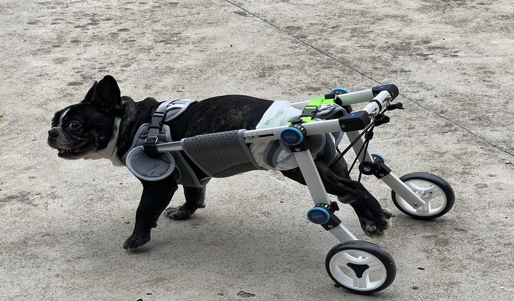 Freedom to Explore with Crawlpaw Dog Wheelchair