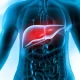 Liver Cancer Development Is Boosted By B Bells