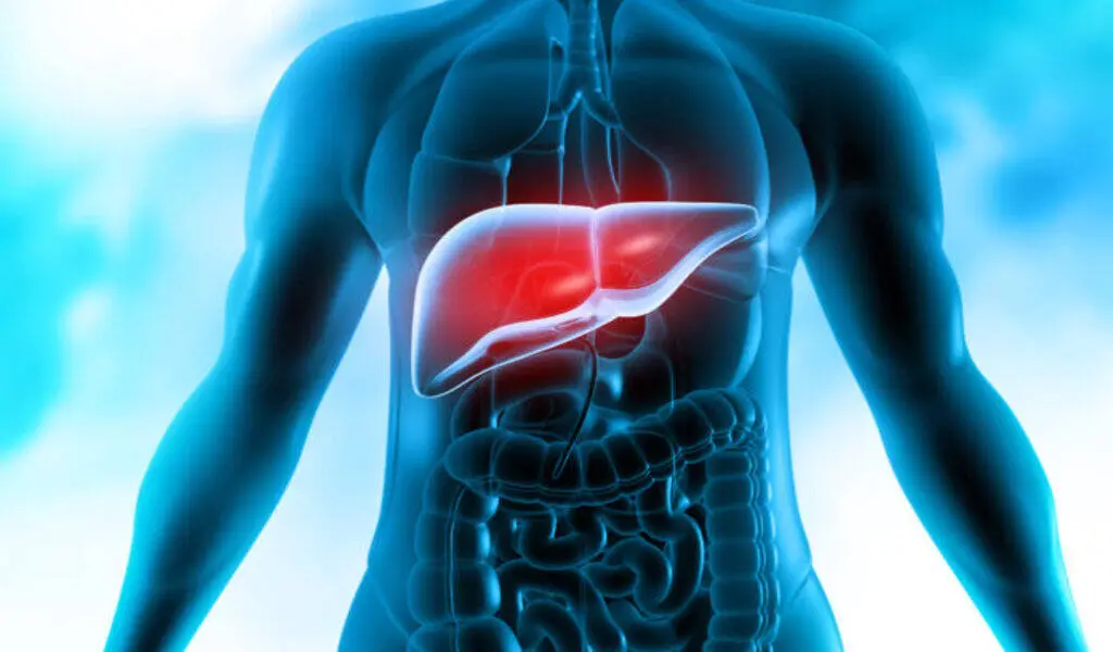 Liver Cancer Development Is Boosted By B Bells