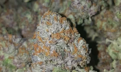 How Gelato 41 Strain Works? See the Incredible Facts!