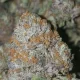 How Gelato 41 Strain Works? See the Incredible Facts!
