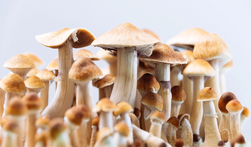 Magic Mushrooms: Understanding Different Strains and Their Effects