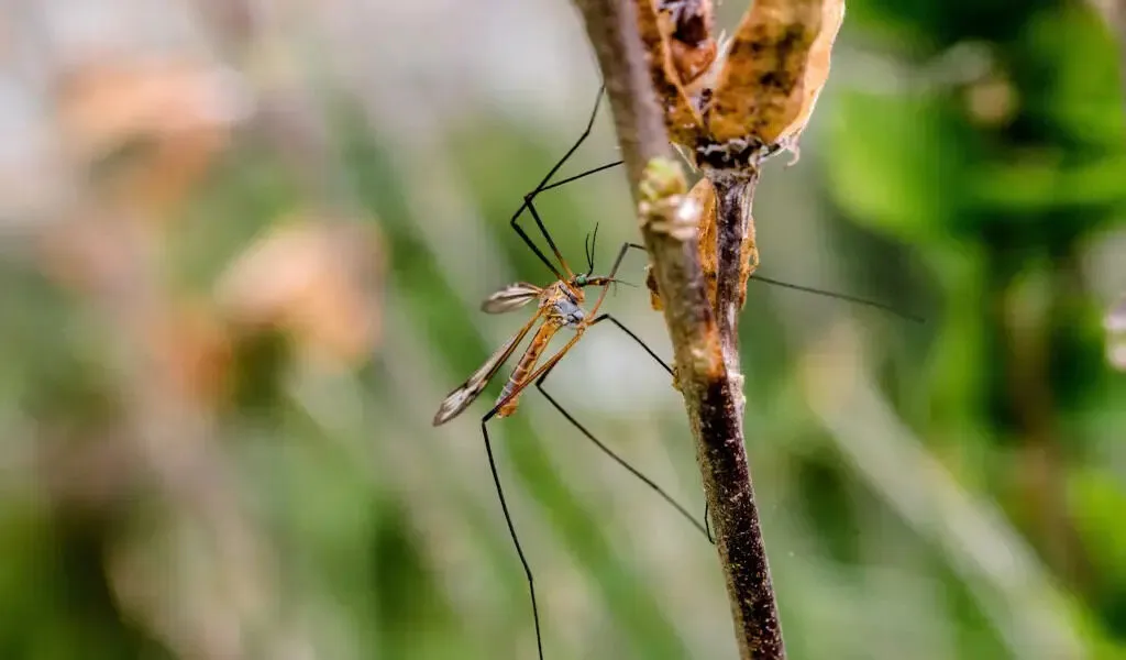 Mosquitoes? Pests May Stay Away From This Scent