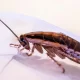 The Role of Sanitation in Cockroach Prevention: Expert Advice from Salt Lake City Pest Control