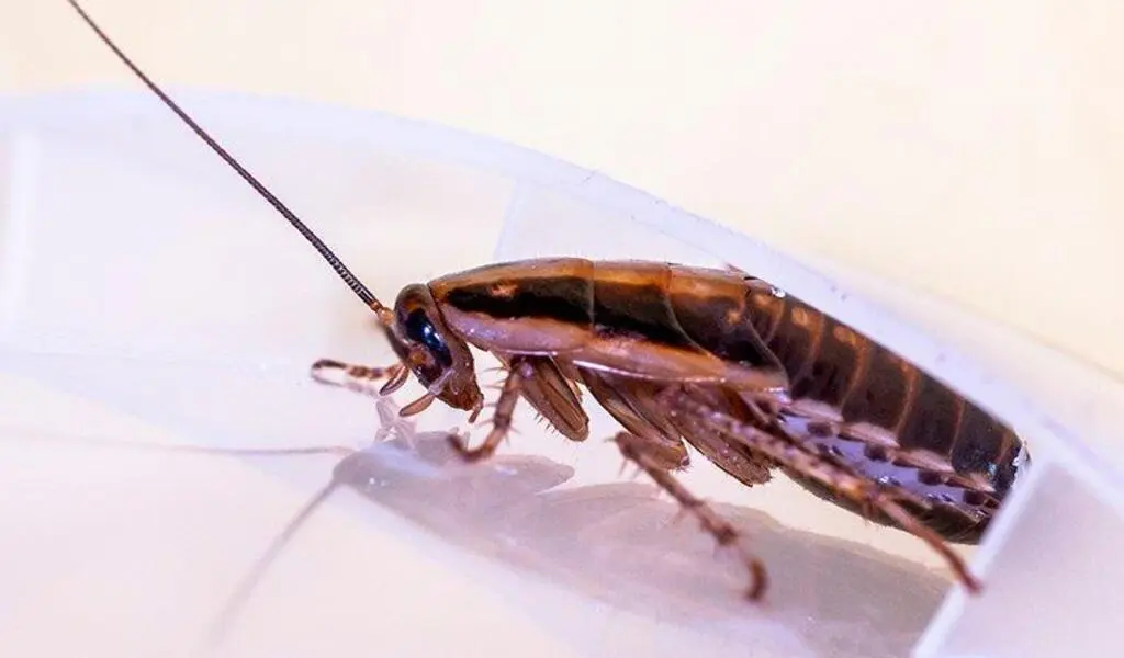 The Role of Sanitation in Cockroach Prevention: Expert Advice from Salt Lake City Pest Control
