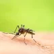 Mosquito Bite Causes Murray Valley Encephalitis Death