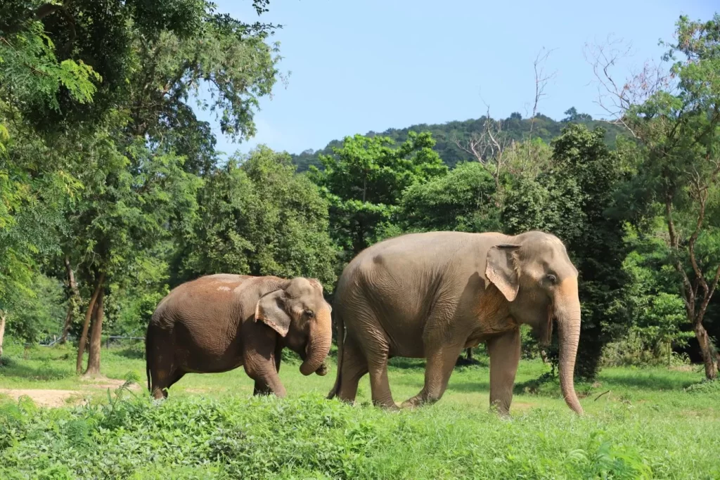elephant sanctuaries
