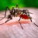 Dengue Fever Outbreak in Thailand Reaches 3-Year High Nearly 20,000 Affected, 15 Deaths