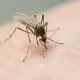 Five Cases of Malaria Detected Within U.S. Borders After Two Decades