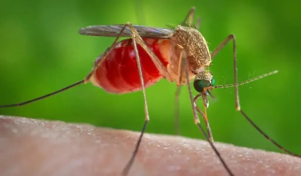 Harris County Gets First West Nile Virus Mosquito Sample Of 2023