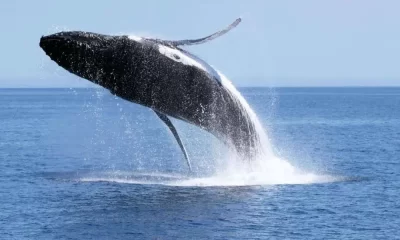 The Best Ways to Have a Successful Dunsborough Whale Watching Trip