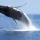 The Best Ways to Have a Successful Dunsborough Whale Watching Trip