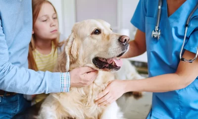 The Pros and Cons of Buying Pet Insurance