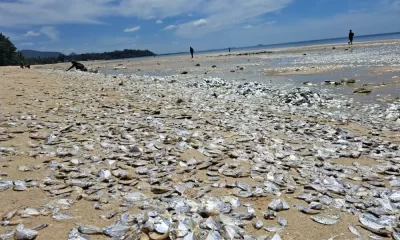 Thousands of Dead Fish Found in Thailand Due to Plankton Bloom, Experts say climate change may be to blame