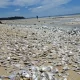 Thousands of Dead Fish Found in Thailand Due to Plankton Bloom, Experts say climate change may be to blame