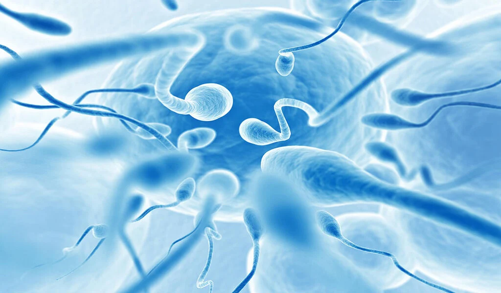 Understanding The Process Of Obtaining Donor Eggs And Sperm
