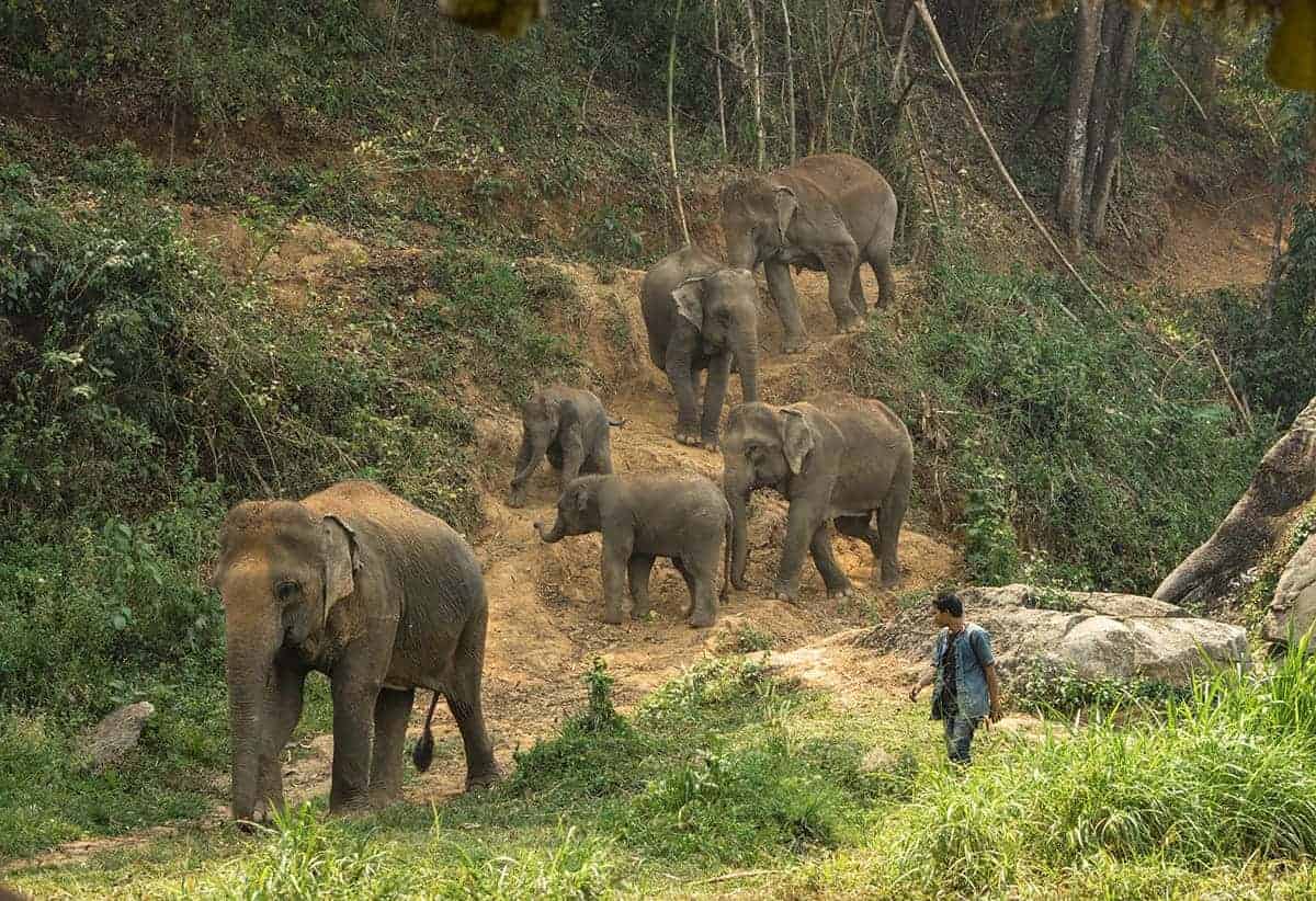 elephant sanctuaries