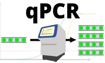 Exploring the Principles of Probing in QPCR