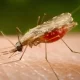 Getting Rid Of Malaria Requires Following Luke O'Neill's Guidelines
