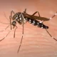 West Nile Virus Risk In Boston Has Been Raised To Moderate