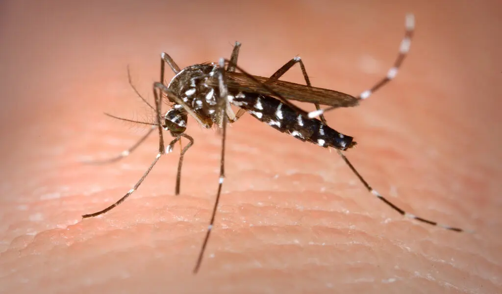 West Nile Virus Risk In Boston Has Been Raised To Moderate