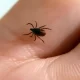 Cases of Lyme Disease In Lancaster County Sre High Sfter a Mild Winter