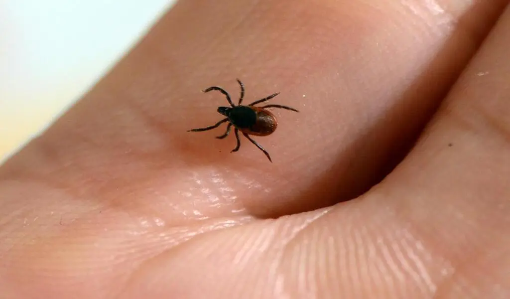 Cases of Lyme Disease In Lancaster County Sre High Sfter a Mild Winter