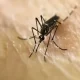 Delaware County Mosquitoes Have Been Identified As Carrying West Nile Virus