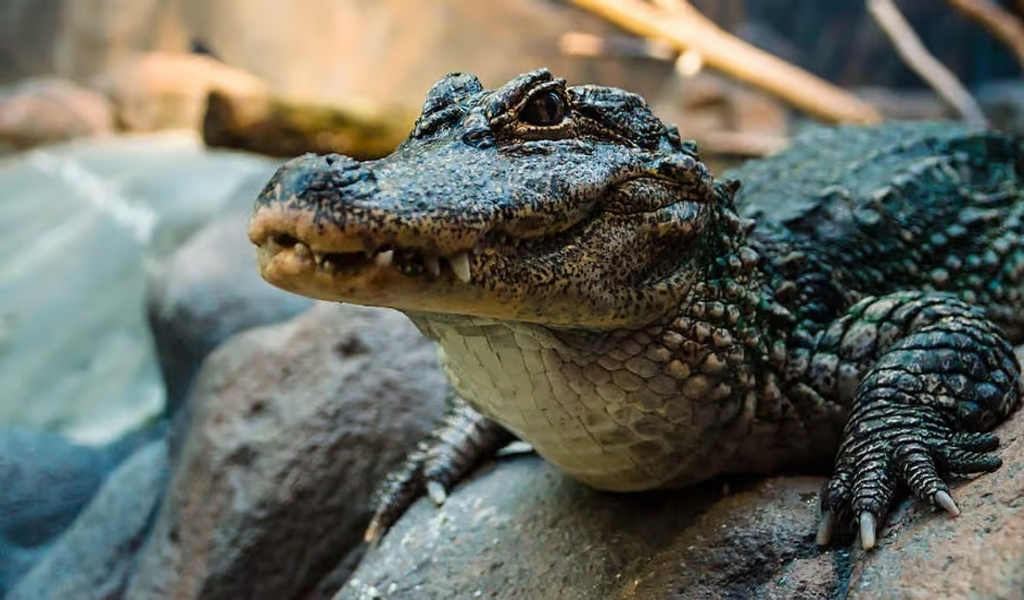 Ancient Alligator Species Discovered in Thailand All You Need to Know about Alligator munensis