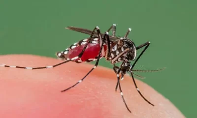In Odisha, Dengue Spreads As Mosquitoes Thrive In The Capital City