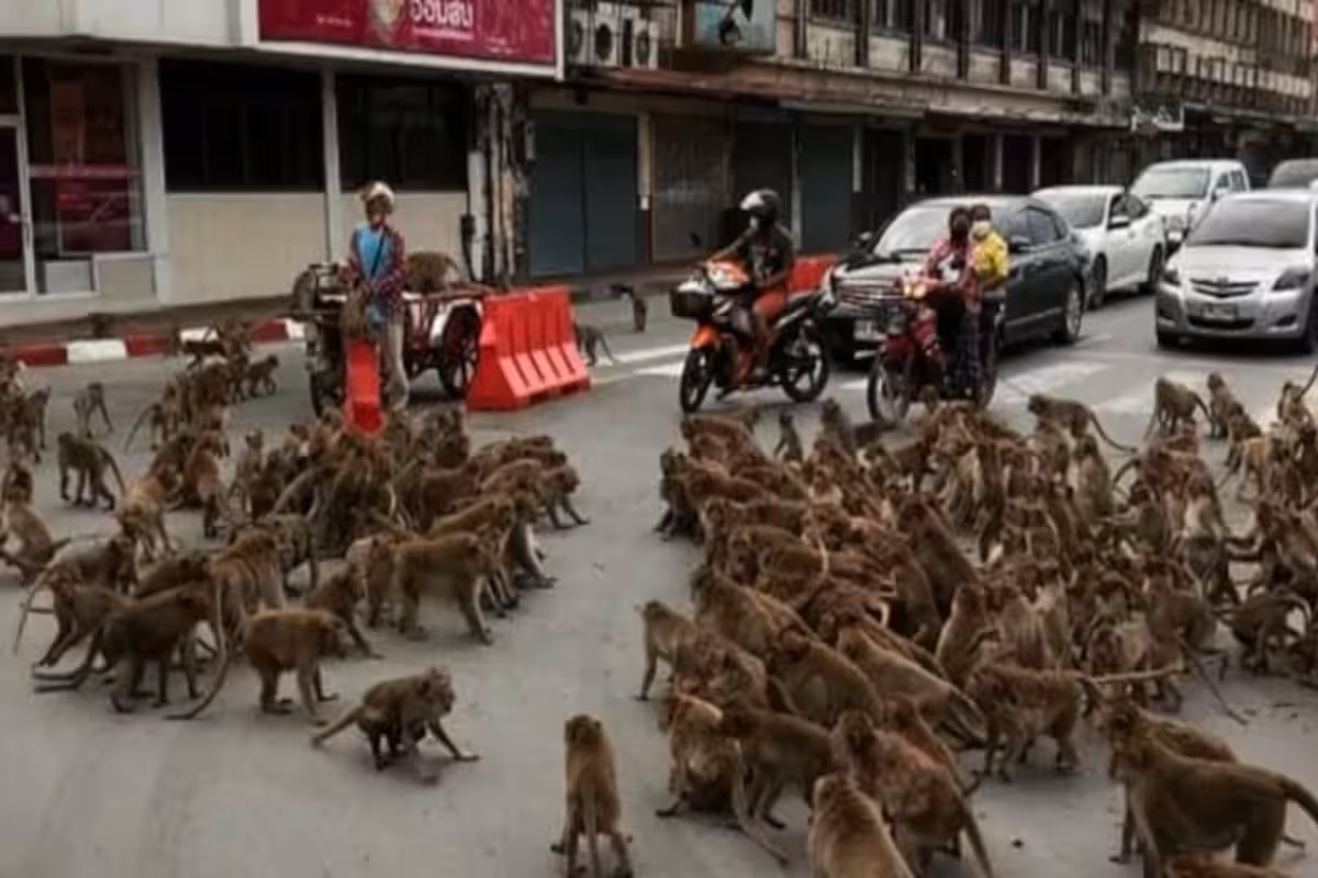 Monkeys brawl lop buri
