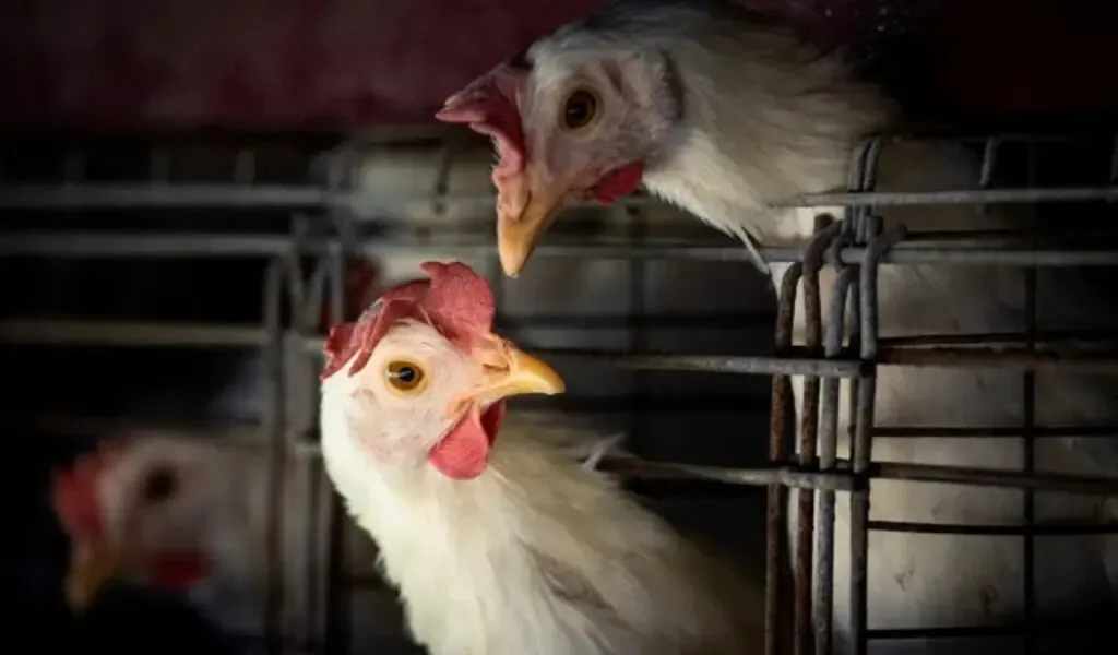 According To The WHO, Bird Flu Might Be Able To Adapt To Humans More Easily
