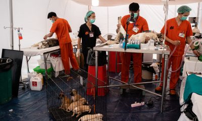 Soi Dog Foundation Joins With Princess Chulabhorn’s Rabies Project