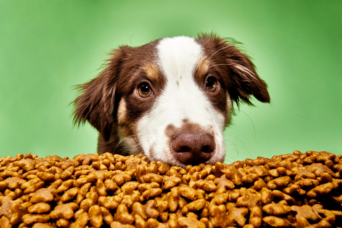 Wholesale dog food