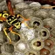 Why Hornet and Wasp Control is Important
