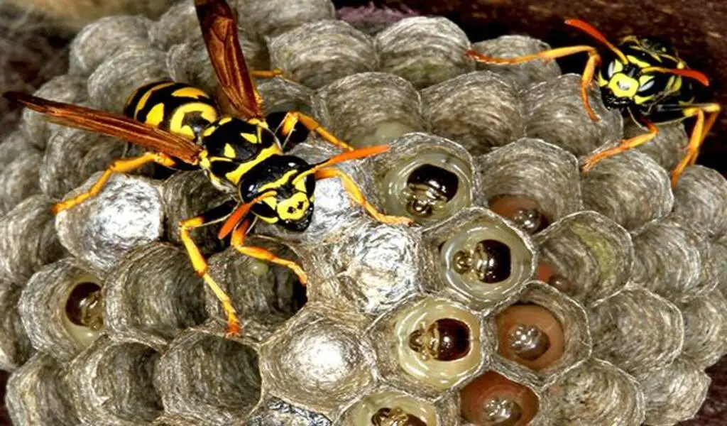 Why Hornet and Wasp Control is Important