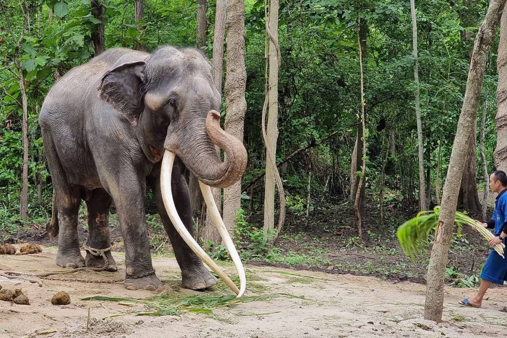 Asian Elephant thailand