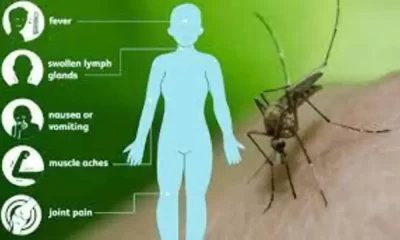 A Mosquito Sample Collected In Brookline Has Tested Positive For West Nile Virus