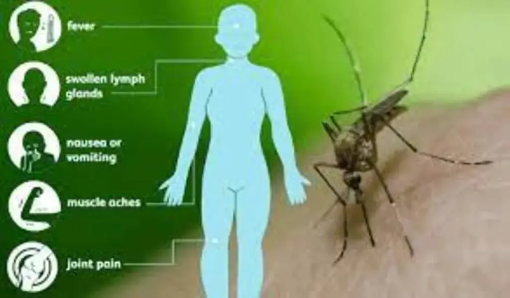 A Mosquito Sample Collected In Brookline Has Tested Positive For West Nile Virus