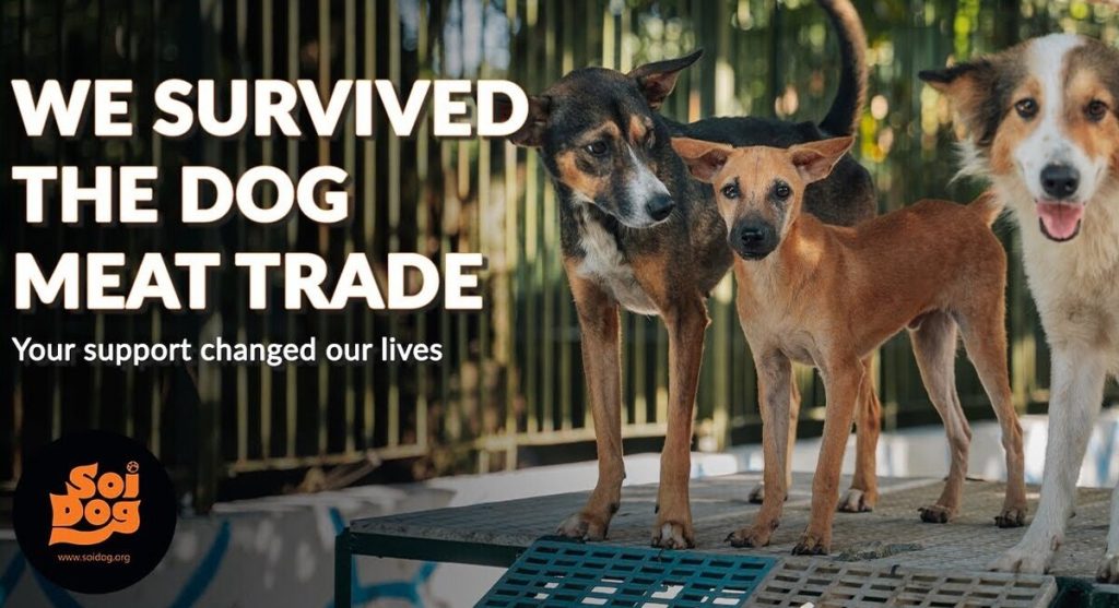 Soi Dog Foundation Works With Vietnamese to Tackles Cat and Dog Meat Trade