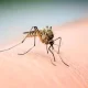 Keep Mosquitoes Away This Mosquito Season: Tips To Prevent Bites