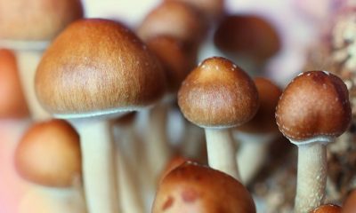 Golden Cap mushrooms