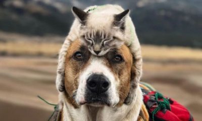 dog and kitty camping