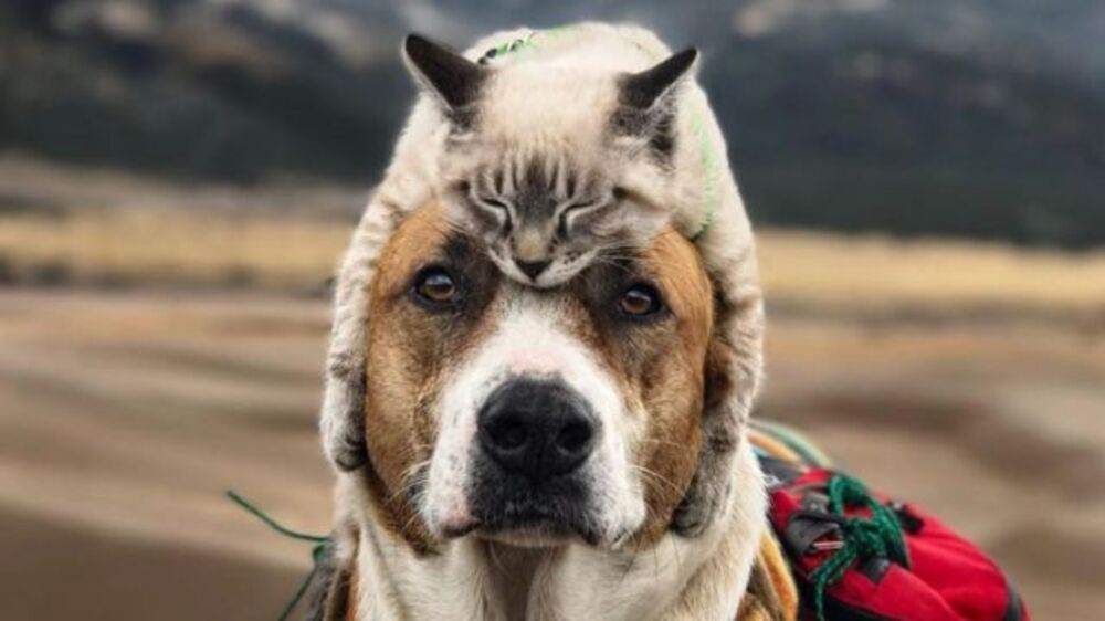 dog and kitty camping