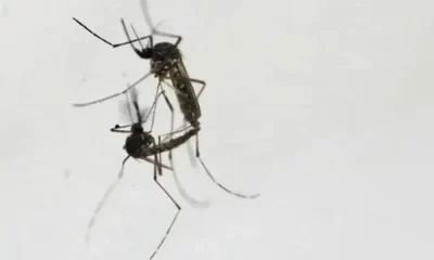 Dengue Virus Spreads Across Florida, Alarming Health Officials